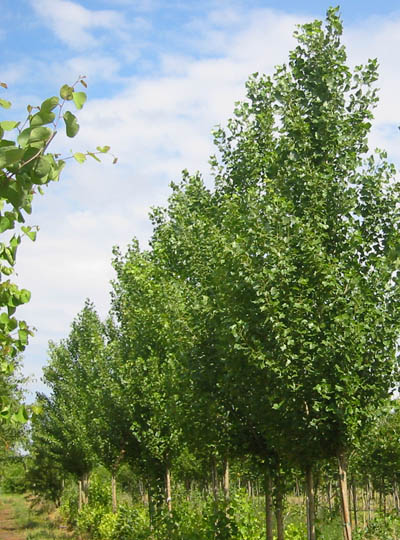 black poplar